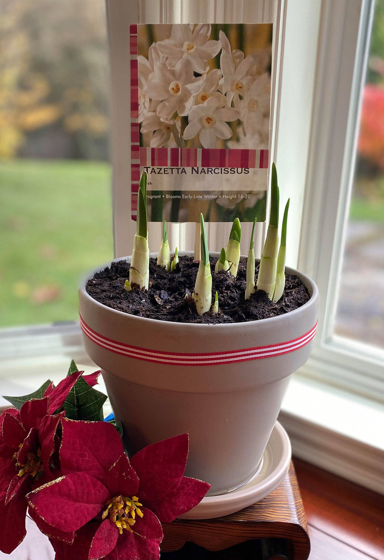 Originating in coastal areas of the Mediterranean, central Asia and China, paperwhites are extremely fragrant and come in delicate shades of off-white. Photo by Sandy Cortez