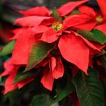Originally a tall, rangy bush with only a few flowers, current-day poinsettias are bushier plants, supporting more blossoms that hang on the plant for longer. Photo by Sandy Cortez