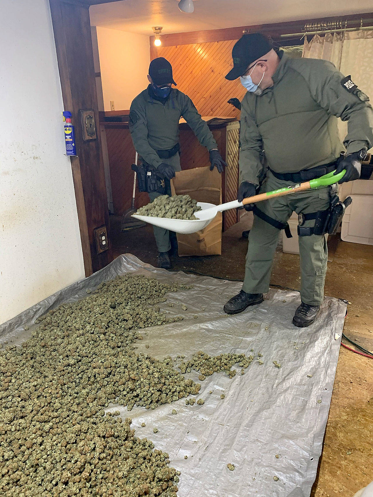 Members of the Olympic Peninsula Narcotics Enforcement Team collect marijuana buds from a Port Angeles residence in early December, the result of a multi-year investigation into what OPNET officials say was an illegal grow operation. Photo courtesy of Olympic Peninsula Narcotics Enforcement Team