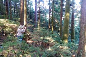 Lauren Kuehne, lead author of a new study of noise pollution on the Olympic Peninsula, works in the forests of Western Washington. Photo by Diane Urbani de la Paz/Olympic Peninsula News Group