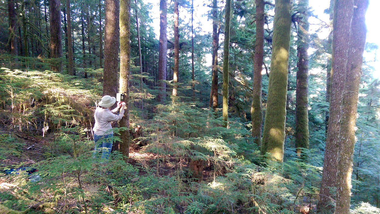 Lauren Kuehne, lead author of a new study of noise pollution on the Olympic Peninsula, works in the forests of Western Washington. Photo by Diane Urbani de la Paz/Olympic Peninsula News Group