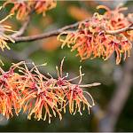 Hamamelis x intermedia "Jelena," with its rich coppery-orange flowers, adds a blazing color to the winter landscape. Submitted photo