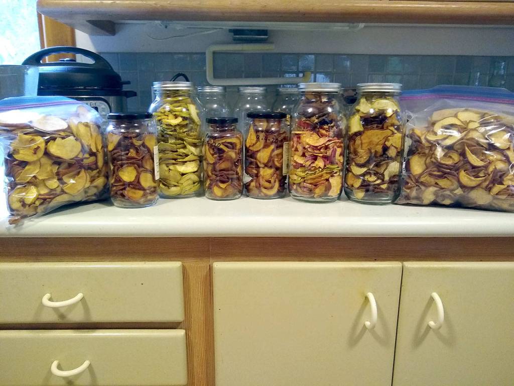 Volunteer gleaner Laurie Levites, aka queen of the orchard, dried countless apples to last through the winter. Photo by Laurie Levites