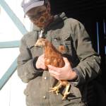 Jennifer Jabs at The Farm in Sequim holds a young hen who was headed to the Best Friends Animal Sanctuary in Utah last week. The no-kill facility helps animals with physical impairments live out their lives. 
Sequim Gazette photo by Michael Dashiell