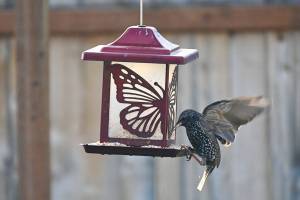Following reports of seed-eating songbirds spreading disease from backyard feeders this winter, state wildlife officials are recommending people temporarily discontinue feeding wild birds or take more steps to clean and disinfect their feeders. Sequim Gazette photo by Michael Dashiell