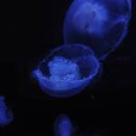 Moon jellyfish became new residents of the Art Feiro Marine Center in Port Angeles in March of 2019. Sequim Gazette file photo by Michael Dashiell