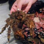 Check out crustaceans and a variety of other intertidal critters at the Art Feiro Marine Center in Port Angeles, open by appointment starting Friday, Feb. 5. Sequim Gazette file photo by Michael Dashiell