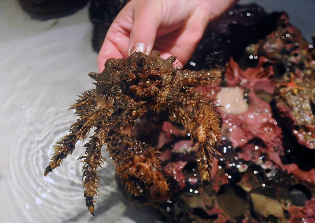 Check out crustaceans and a variety of other intertidal critters at the Art Feiro Marine Center in Port Angeles, open by appointment starting Friday, Feb. 5. Sequim Gazette file photo by Michael Dashiell