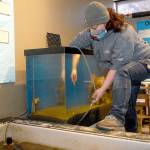 Tamara Galvan, facilities director for the Feiro Marine Life Center in Port Angeles, cleans a fish tank last week as part of a regular maintenance schedule. Photo by Keith Thorpe/Olympic Peninsula News Group