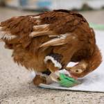 Former Sequim resident Polly Pocket checks out equipment to help straighten her legs while at her new home at Best Friends Animal Societys sanctuary in Utah. Photo by Molly Wald/Best Friends Animal Society