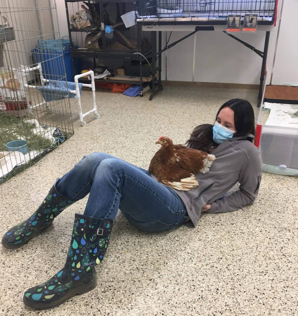 Lauren Ross, a lifesaving specialist at the Best Friends Animal Society animal sanctuary in Kanab, Utah, enjoys some time with Polly Pocket, a lap chicken. Polly came to the sanctuary from The Farm in Sequim in January. Photo courtesy of Best Friends Animal Society