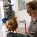 Brianna Vlach, also a lifesaving specialist at the Best Friends Animal Society animal sanctuary in Kanab, Utah, visits with Lap chicken Polly Pocket. Polly came to the sanctuary from The Farm in Sequim in January. Photos by Molly Wald/Best Friends Animal Society