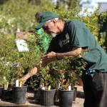 Keith Dekker tends to a plant table at a Master Gardener spring plant sale. Photo by Sandy Cortez