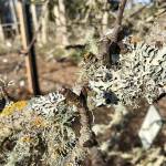 The presence of lichen is a good environmental sign, Master Gardeners say: they do not damage the bark or rob the plant of moisture or nutrients, and since they dont tolerate air pollution, their presence is an indication of good air quality. Photo courtesy of Susan Kalmar