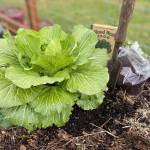 Commercial fertilizers help supply plants with key ingredient nitrogen, phosphorus and potassium. Photo by Sandy Cortez