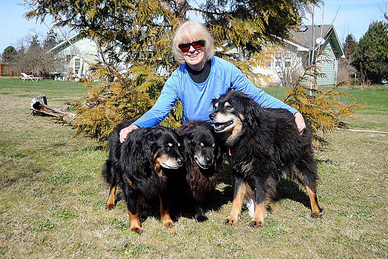Since 2005, Sequims Hope Stime has cared for a family of dogs starting with Sweetie Pie she adopted from Louisiana following Hurricane Katrina. Stime believes that in 2008 she adopted Sweetie Pies puppy, Sweetie Bear, pictured in middle, and two grand-puppies Lucy, left, and Ella, right, from the same area years apart. Sequim Gazette photo by Matthew Nash