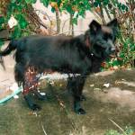 Sequims Hope Stime adopted Sweetie Pie in 2005 following Hurricane Katrina in Louisiana where the dog was trapped in a mud pit and lost much of its hair due to stress. She believes Sweetie Pie had puppies, and Stime adopted one of them years later from the same area. Photo courtesy of Hope Stime