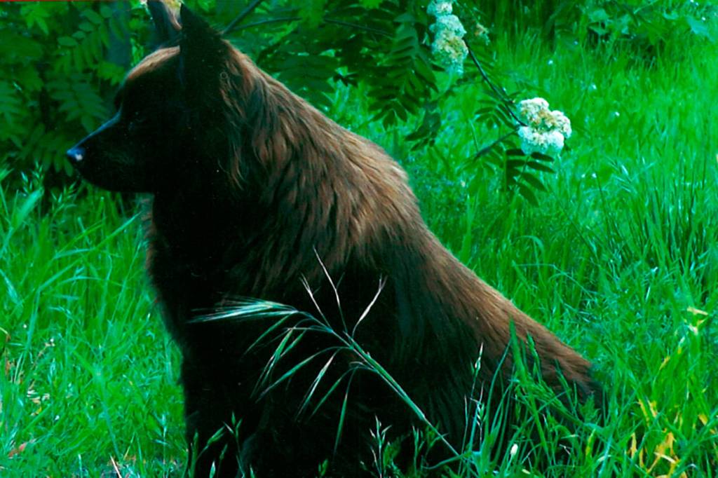 Sweetie Pie recovered from Hurricane Katrina and lived through 2008. Photo courtesy of Hope Stime