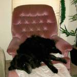 Sweetie Pie loved this chair and her puppy Sweetie Bear loved it as well, their owner Hope Stime said. Photo courtesy of Hope Stime