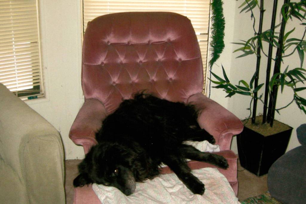 Sweetie Pie loved this chair and her puppy Sweetie Bear loved it as well, their owner Hope Stime said. Photo courtesy of Hope Stime