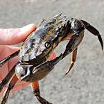 Captures for European green crab were down across the North Olympic Peninsula with only three found in Dungeness. Resource managers there plan to trap in April and May and if none are captured theyll turn to a monthly monitoring system. Photo courtesy of USFWS