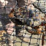 Since 2017, resources managers and volunteers at the Washington National Wildlife Refuge have placed more than 10,800 traps to catch the European green crab. They hope their efforts have dwindled the population enough to switch to a monthly monitoring program. Photo courtesy of USFWS