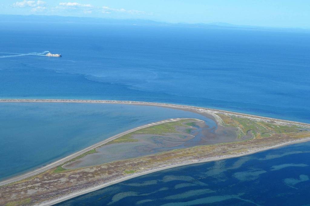 Two-three staff at the Washington National Wildlife Refuge will set traps for European green crab in April and May along the Dungeness Spit and potentially bring in volunteers as they are able with safety guidelines in place and government restrictions lifted due to COVID-19 protocols. Sequim Gazette photo file photo by Matthew Nash