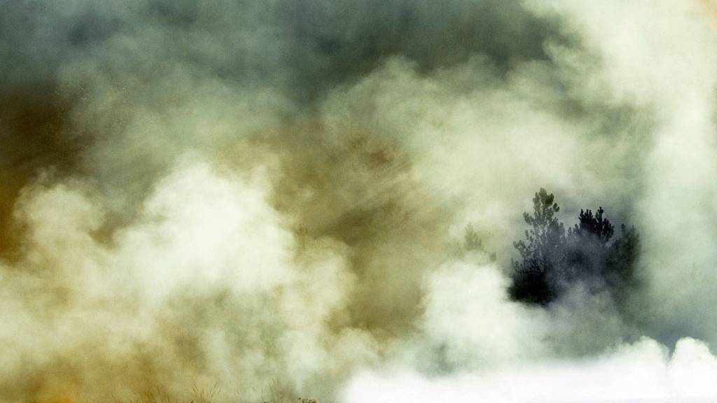 Steamed Pine is Ewen LeRests image from a morning in Yellowstone National Parks Midway Geyser Basin. Photo by Ewen LeRest