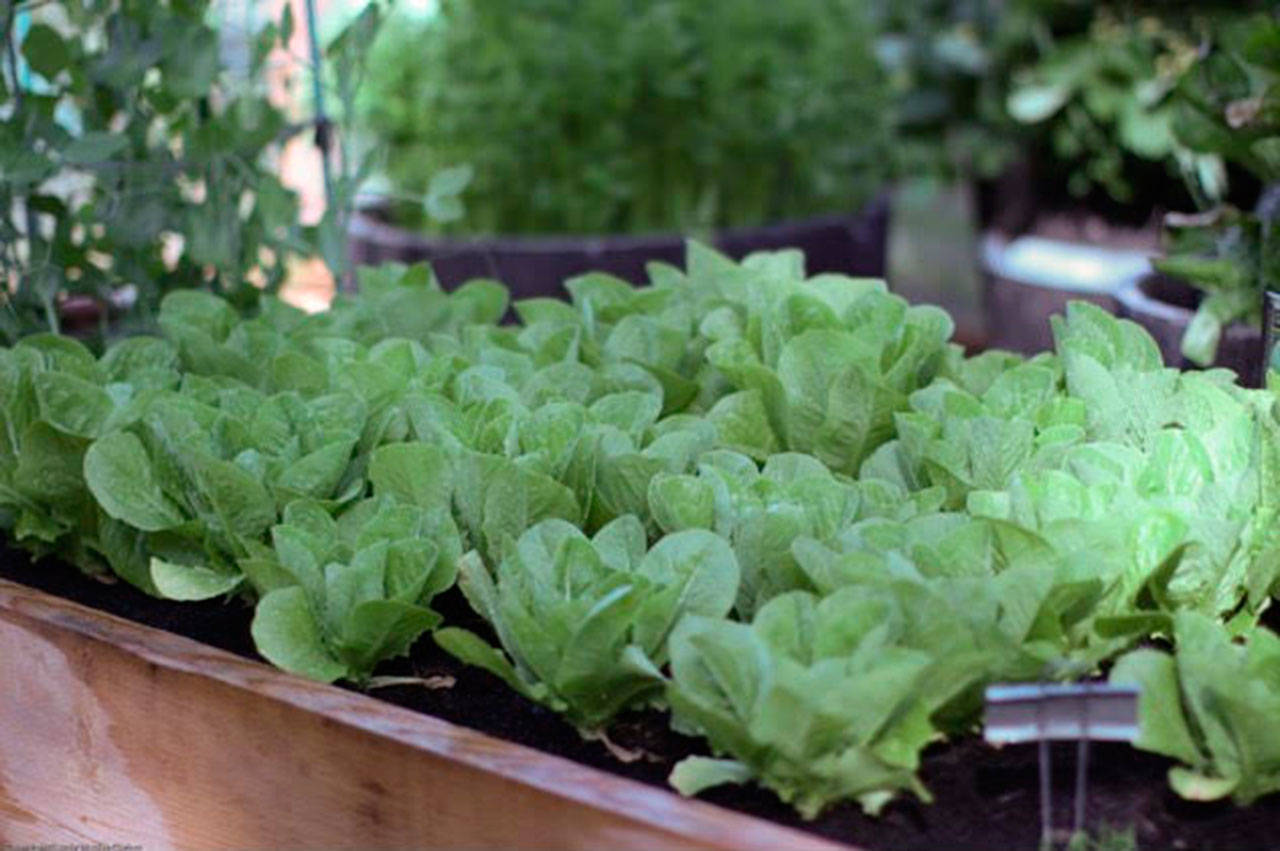 Spring-planted lettuce. Photo by Sandy Cortez