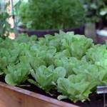 Spring-planted lettuce. Photo by Sandy Cortez