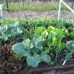 Gardeners with limited space can use methods such as this intensively-planted, 4-foot-by-4-foot raised bed. Photo by Bob Cain