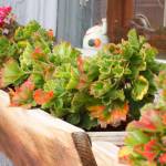 Looking to expand your garden but are short on space? Consider window boxes and its three common inhabitants: thrillers, spillers and fillers. Photo by Sandy Cortez