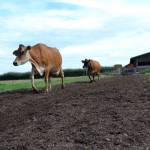 Dungeness Valley Creamery recently asked customers with raw milk products of Best By date of April 13 to throw them away due to concerns for potential contamination of Campylobacteriosis. Co-owner Ryan McCarthey said he hopes to find a long-term solution to prevent it from reappearing on the farm again. Sequim Gazette file photo by Matthew Nash