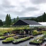 Native plants, once established,are surprisingly resilient through the dry Sequim summer months. Photo by Sara Farinelli