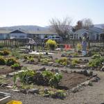 Community Organic Gardens of Sequim (COGS) recently added five new raised beds on Fir Street. Those interested in a raised bed or plot, can contact Liz Harper at 360-477-4881. Sequim Gazette photo by Matthew Nash