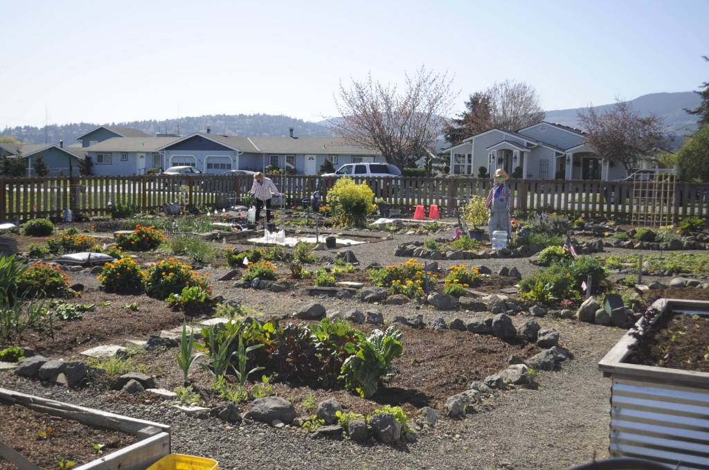 Community Organic Gardens of Sequim (COGS) recently added five new raised beds on Fir Street. Those interested in a raised bed or plot, can contact Liz Harper at 360-477-4881. Sequim Gazette photo by Matthew Nash