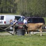 During an excursion, Candace Makela, Ciaran Makela, and Geran Voss eat ice cream while watching the sites at Dungeness Valley Creamery. Sequim Gazette photo by Matthew Nash
