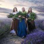 Lavender Afternoon is one of the photo stories Sequim artist and educator Marina Shipova has created through her work. She was chosen as the Art Fellow for the City of Sequims Sequim Understory project to help convey Sequims story to residents. Photo courtesy of Marina Shipova