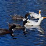 Local animal advocates helped find homes for domestic ducks found at Carrie Blake Community Park earlier this spring. Photo by Sally Harris (Sally M. Harris Nature Photography/sallyharrisphotos.com)