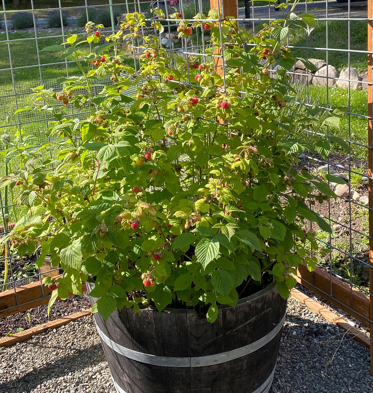 Gardeners with limited space to grow berries can use containers, an approach that provides easier access and can be an attractive addition to the home. Photo by Sandy Cortez