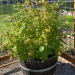 Gardeners with limited space to grow berries can use containers, an approach that provides easier access and can be an attractive addition to the home. Photo by Sandy Cortez