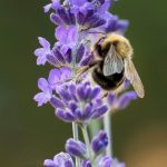 Lavender features more than 100 color photos with many of them at Sequim area lavender farms. Photo by Bonnie Louise Gillis