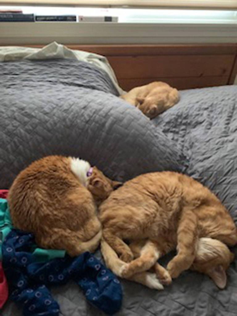 A family of cats, including Amber, James and Pumpkin rest together once again after Pumpkin went missing for eight months in Sequim. Pumpkins owner and studious Sequim residents worked together to find him. Photo courtesy of Christine Taggart