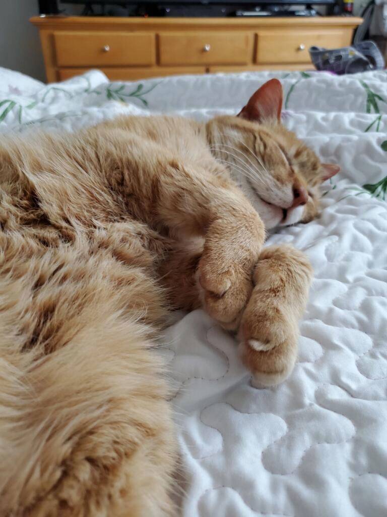 Pumpkin the cat rests comfortably in his new Florida home after being found in Sequim after eight months missing. Photo courtesy of Christine Taggart