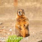 This yellow-bellied marmot now calls Sequim home after being spotted in the area in March. Its native to Eastern Washington and more arid climates. Photo courtesy Richard Klawitter