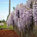 For about 20 years, the wisteria at Rick and LeeAnn Nolans house has grown along the fence line on Old Olympic Highway becoming an attraction for motorists. Sequim Gazette photo by Matthew Nash