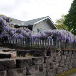 Wisteria stretches across Rick and LeeAnn Nolans fence line twice to heighten the plant and show off its bloom, LeeAnn said.