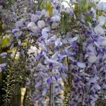 Sequim Gazette photos by Matthew Nash