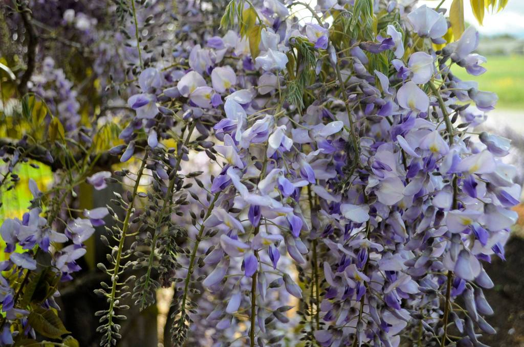 Sequim Gazette photos by Matthew Nash