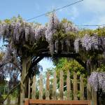Rick and LeeAnn Nolan constructed an arbor to keep their wisteria from stretching onto their home. Sequim Gazette photo by Matthew Nash